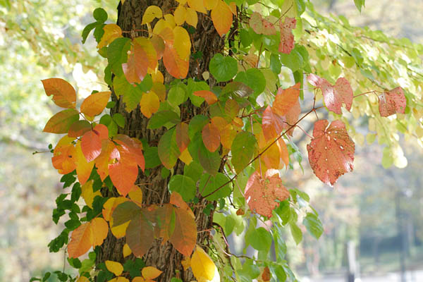 ヤマブドウと蔦漆の紅葉 木に絡まる 画像 秋の風情 無料写真素材フリー