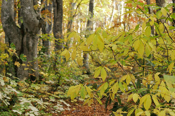 オオバクロモジの黄葉 秋 ブナの森で色付くオオバクロモジ 無料写真素材フリー