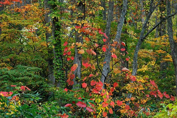 ヤマブドウの紅葉 ブナの木に絡まる真っ赤なヤマブドウ 画像1 山地 無料写真素材