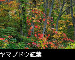 ヤマブドウ紅葉とブナの森 無料写真素材