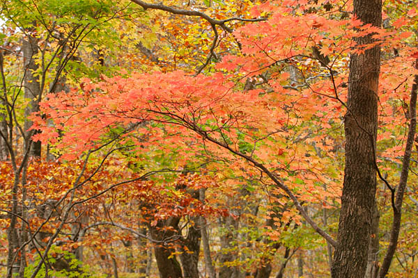 ハウチワカエデの 紅葉 画像 秋 山地 無料写真素材