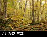 ブナ林の黄葉 、無料写真素材、画像