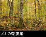 ブナ林 紅葉黄葉、無料写真素材