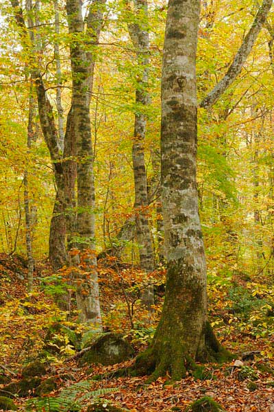 秋 ブナ林の黄葉 画像 縦 無料写真素材 