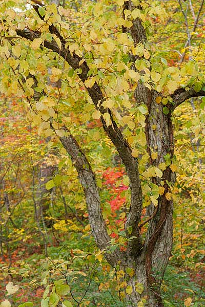 ツルアジサイの黄葉 秋 森林 画像1 無料写真素材フリー