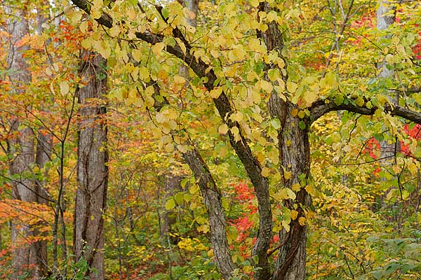 ツルアジサイの黄葉 秋 森林 コナラの木に絡みついた 画像2 無料写真素材