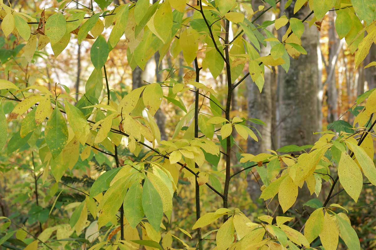 ak1-4375　 紅葉 黄葉の森　オオバクロモジの黄葉