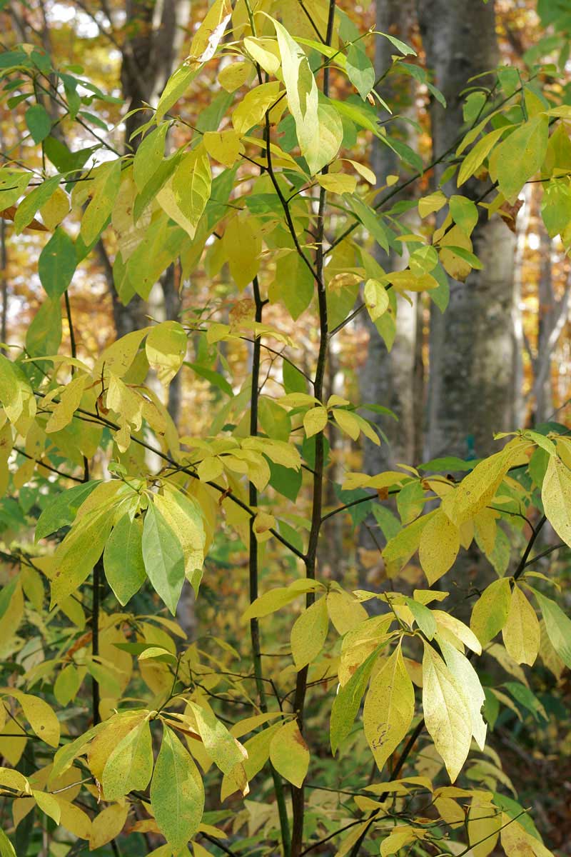 ak1-4381　 紅葉 黄葉の森　オオバクロモジの黄葉　