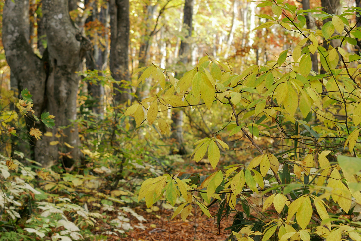 ak1-4385　 紅葉 黄葉の森　ブナの森林で黄葉するオオバクロモジ　