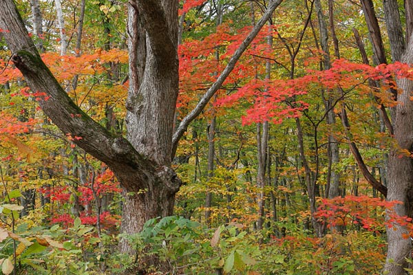 ヤマモミジの紅葉 秋 山地 森林の中で真っ赤に色付くヤマモミジ 画像 無料写真素材