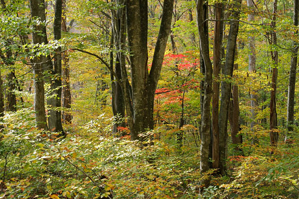 ヤマモミジの紅葉 ブナ林 黄葉 森の中 赤く色付くヤマモミジ 画像1 無料写真素材