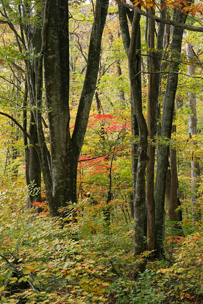 黄葉のブナ林で赤く色付くヤマモミジ 画像2 フリー写真素材