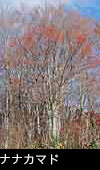 晩秋の森林「ナナカマド」の赤い実 画像　無料写真素材