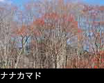 晩秋の森林「ナナカマド」の赤い実　フリー写真素材