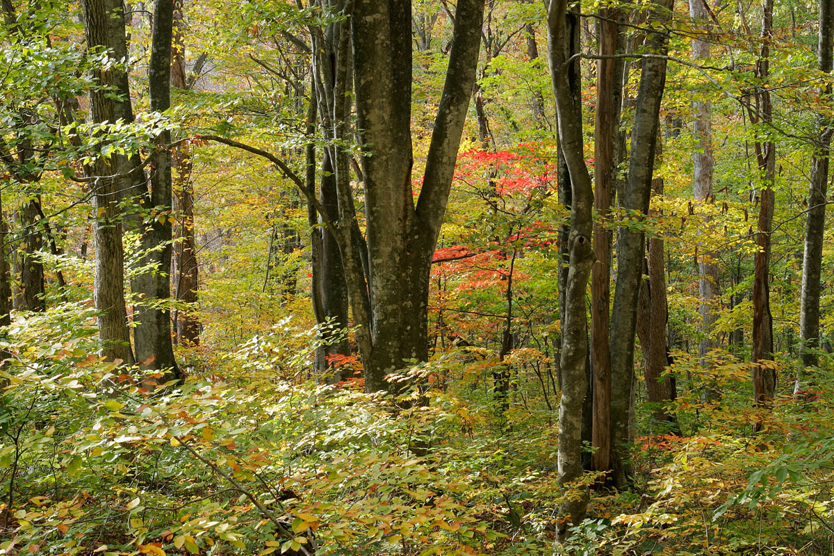 ak2-4670　紅葉 黄葉の森　ブナ林とヤマモミジの紅葉1