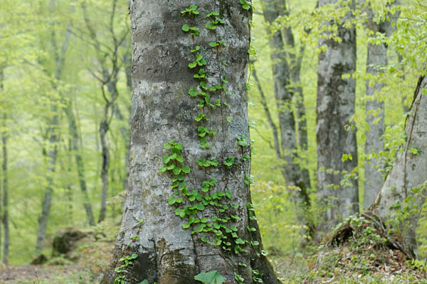 ブナの幹と芽吹きの森林 画像 フリー写真素材 無料