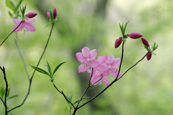 森に咲く花ムラサキヤシオツツジ 壁紙 無料写真素材　画像3