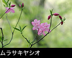 山野草（樹木）ムラサキヤシオ 無料写真素材