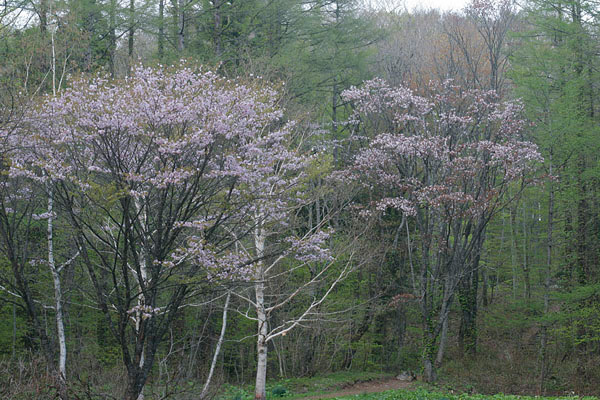 森林に咲くヤマザクラの花 　無料写真素　フリー写真素材　画像2
