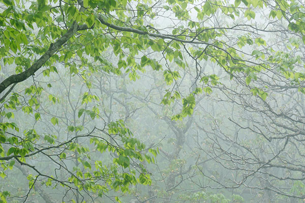 ブナ若葉　霧に霞む 芽吹き 若葉の森　無料写真素材フリー　画像1