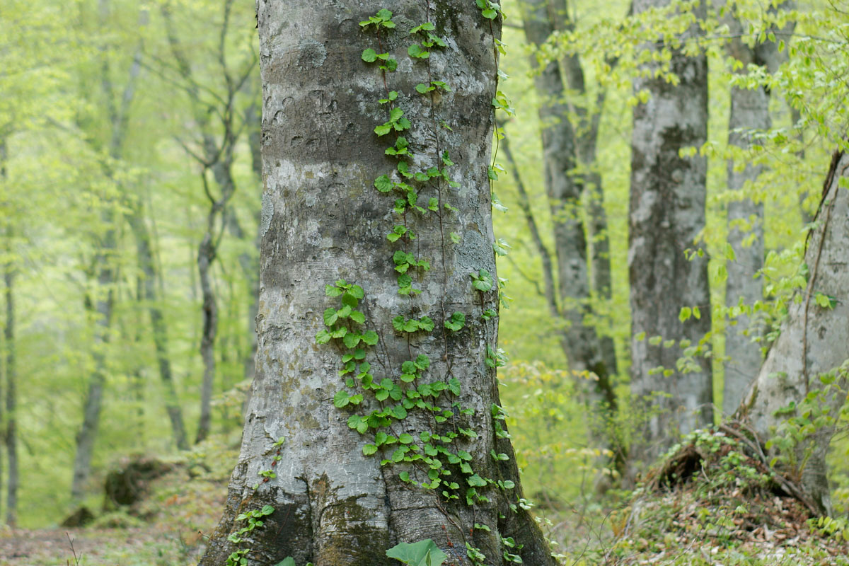b18-1078　ブナの幹と芽吹きの森林 