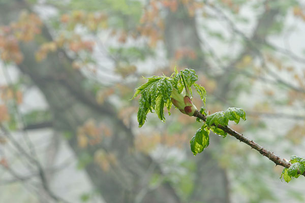 タラの木 若葉　画像2　芽吹きの森　フリー写真素材 無料