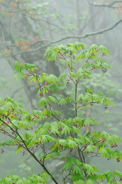 カエデの葉 カエデの木、フリー写真素材、画像4