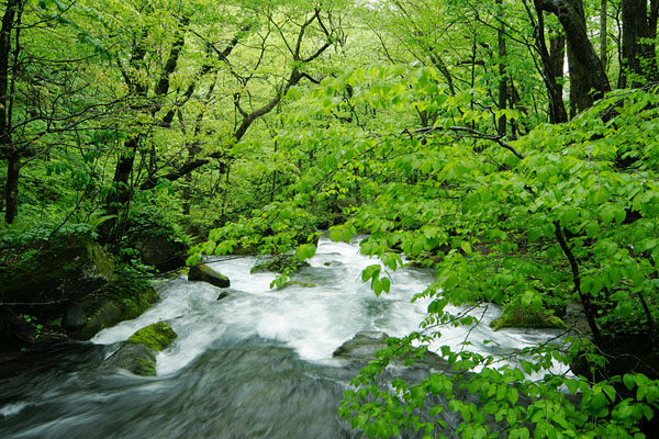 新緑の森の中を流れ下る渓流 画像 フリー写真素材