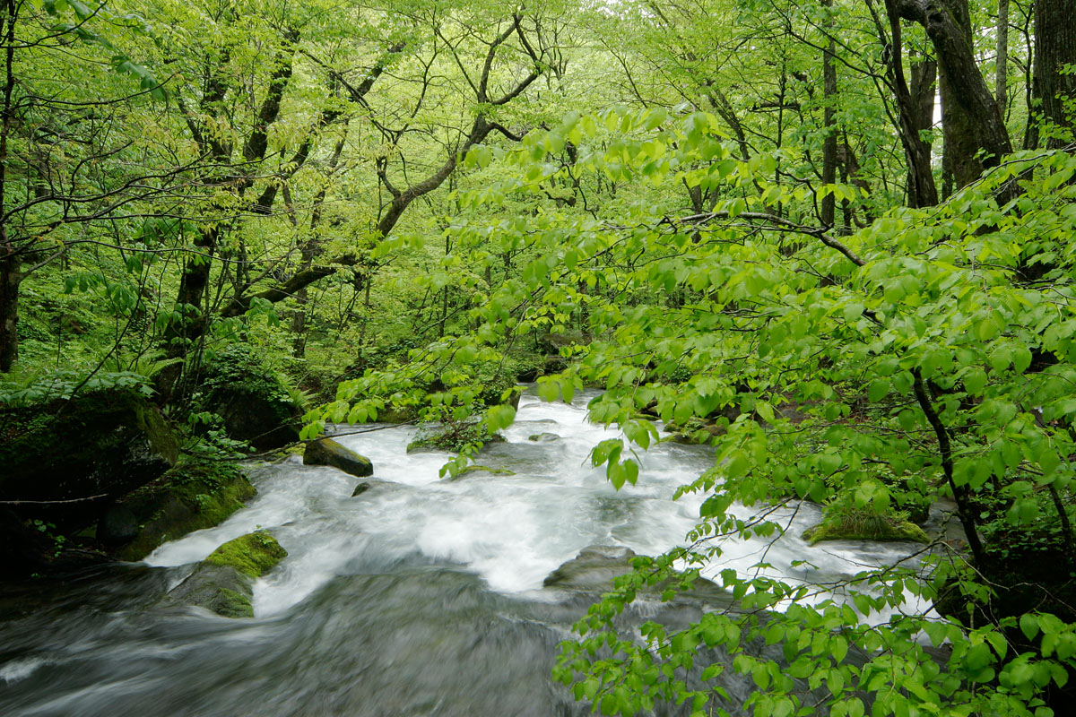 b19-1553　新緑の森を流れる渓流