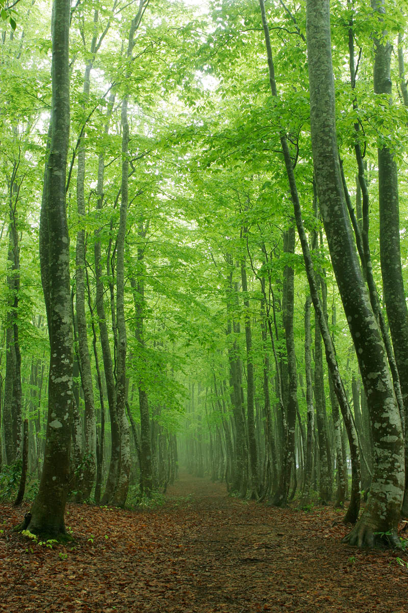 b19-1579 新緑のブナ林 森の小道