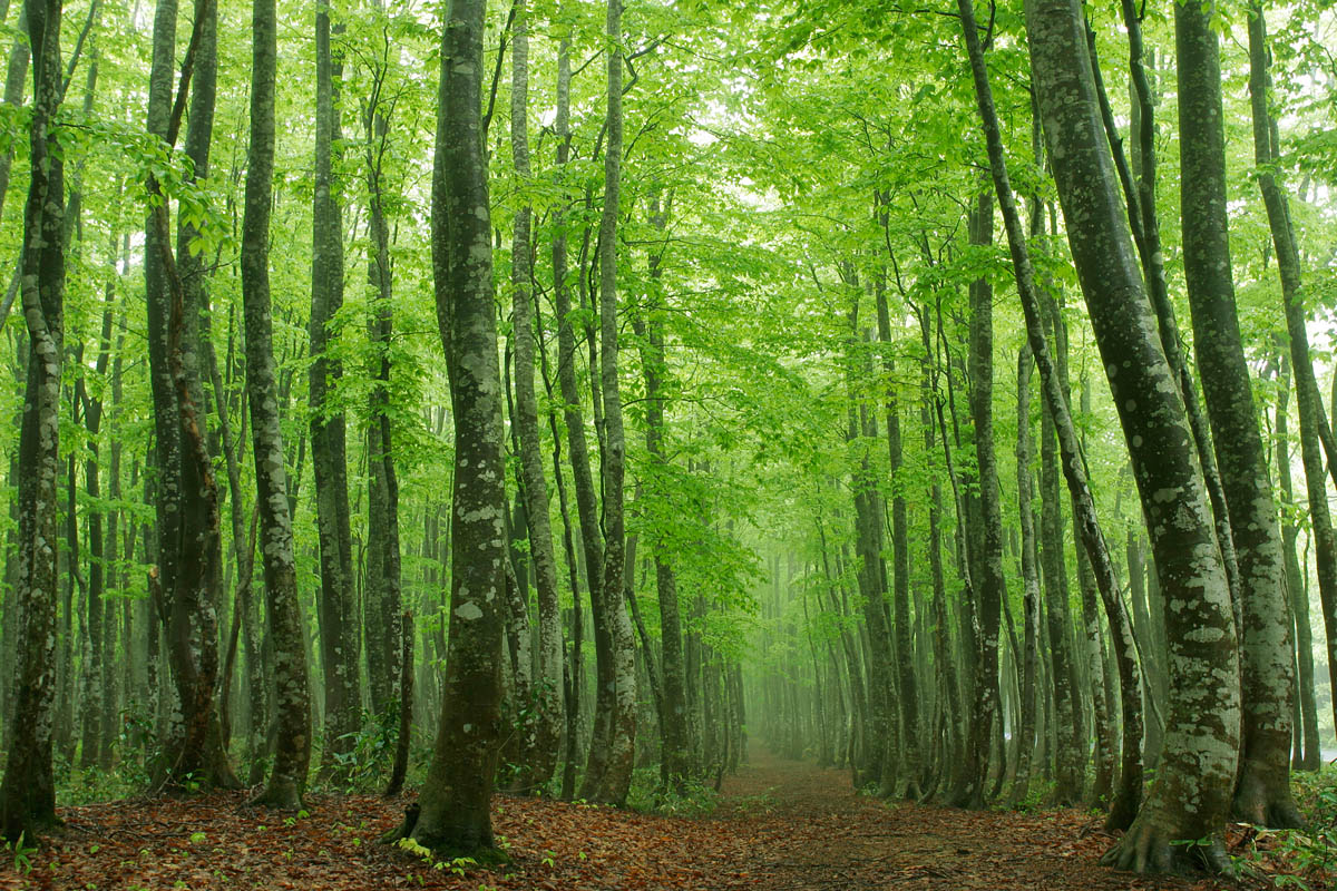 b19-1581　新緑のブナ林 森林の小道