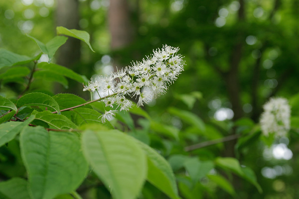 ウワミズザクラ 4月5月6月山地 樹木 穂 房 ブラシ 白い花　フリー写真素材　画像2