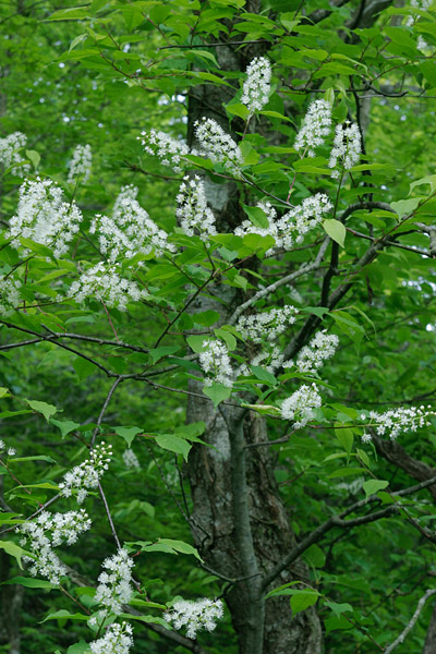 山野，山地に咲く白い木の花 ウワミズザクラ 無料写真素材　画像2