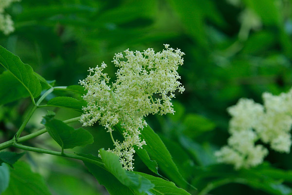 　初夏の山野草 （樹木 ）ニワトコの花、無料写真素材　フリー写真素材　画像2