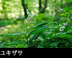 初夏の山野草 ユキザサの花 無料写真素材