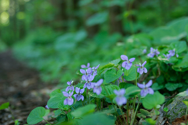 森林に咲くタチツボスミレの花 山野 青紫の小さな草花 画像1 無料写真素材