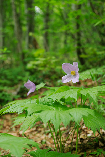 フリー写真素材 夏の山野草 ブナの林道　シラネアオイの花 　画像5