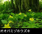 夏の黄色い花 山野草 オオバミゾホウズキ 無料写真素材　