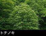 樹木 トチノキ 写真 フリー素材　