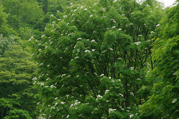開花期のナナカマドの樹 落葉高木 山地 森林 5月6月7月 白い花 画像1 無料写真素材