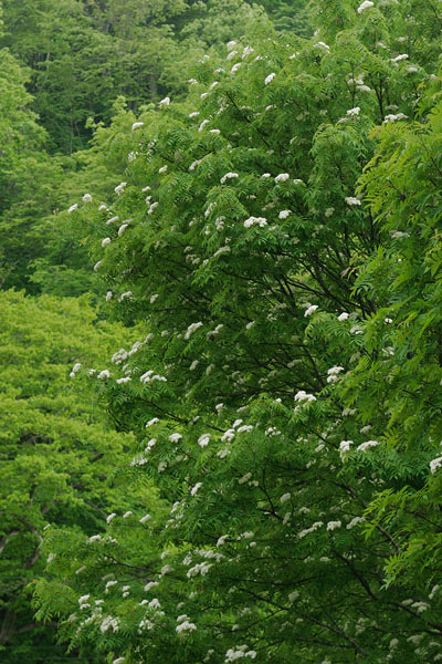 花咲くナナカマドの木 画像2 無料写真素材 フリー素材