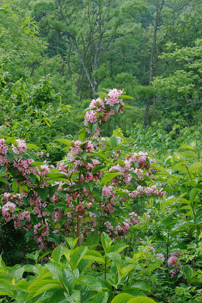 初夏の山野草タニウツギの花　画像2 　フリー写真素材