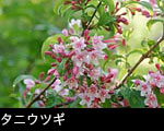 初夏の山野に咲くピンク色の花「 タニウツギ」樹木