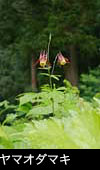 ヤマオダマキ 6月7月8月森林に咲く山野草 赤紫 無料写真素材
