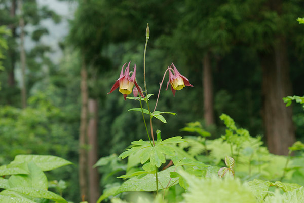 ヤマオダマキ 山野草 森林 6月7月8月 萼赤紫 花弁黄褐色 筒状下向きに咲く フリー写真画像5