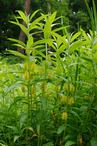 ヤナギトラノ　夏 黄色い花　画像1　フリー 写真 素材