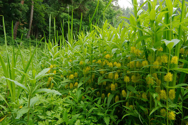 ヤナギトラノ　沼地 湿地 6月7月 黄色い花 総状 山野草 無料写真 素材 画像2