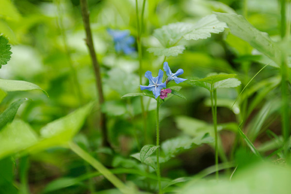 ホタルカズラ 山野に4月5月6月に咲く青い小さな草花　フリー写真素材　画像1