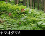夏の山野草ヤマオダマキの花 フリー写真素材　