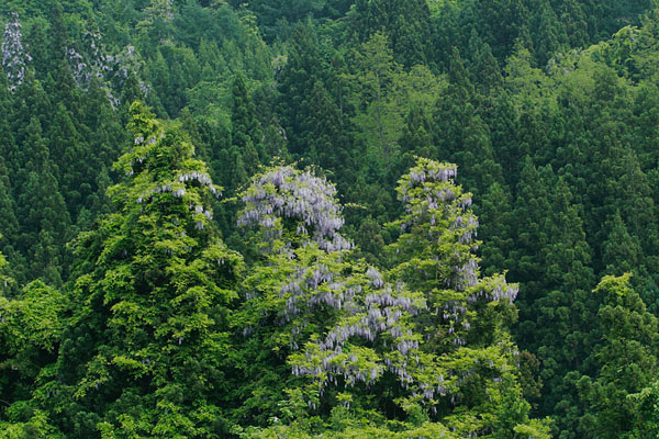 フジの花 蔓性 木に絡まる 森林 薄紫色 総状 開花期4月5月6月 フリー写真素材 画像3
